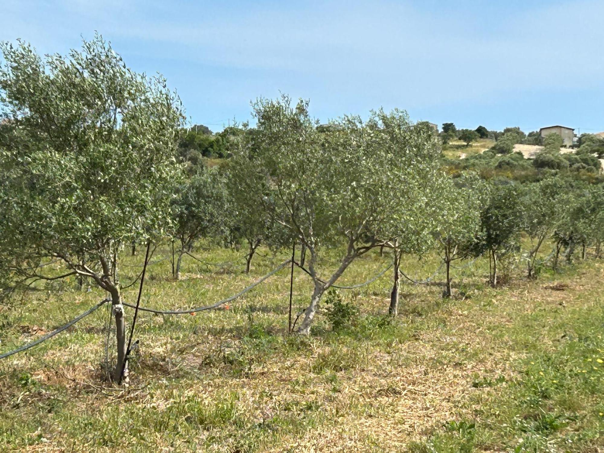 Baglio Il Gelso E L'Ulivo Appartamento Il Carrubo Reitani Buitenkant foto